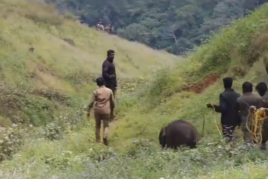 SLONČE SE ODVOJILO OD KRDA I BEZUSPEŠNO LUTALO TRAŽEĆI MAJKU: Spas je stigao u poslednji čas, ovako je izgledao povratak u porodicu (VIDEO)
