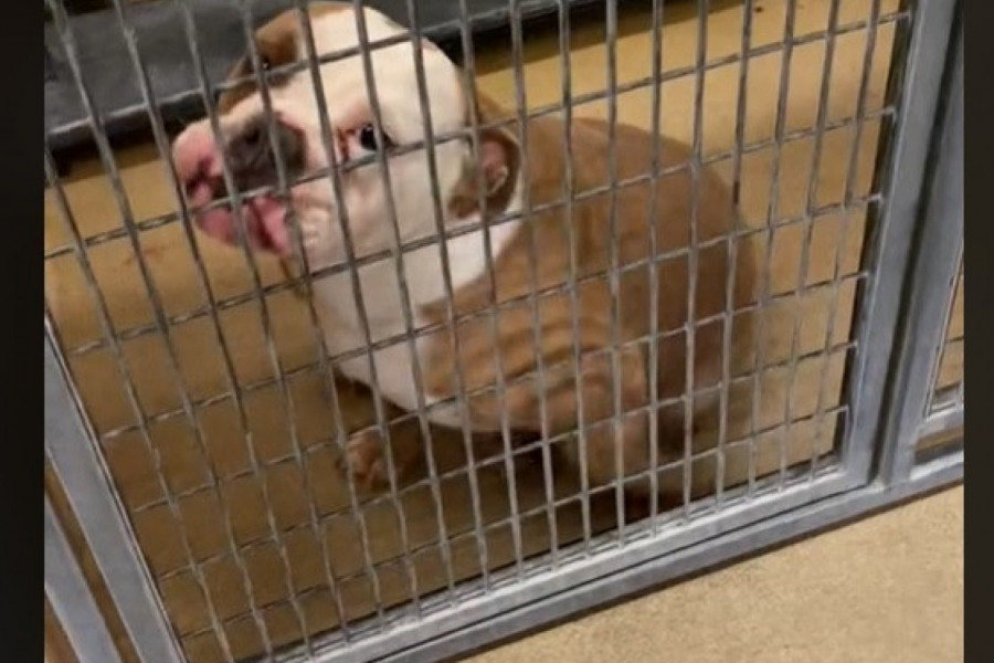 DOŠAO JE U AZIL ZA PSE I OSTAO ZAPANJEN: Ljudi u suzama zbog buldoga koji se na neodoljiv način umiljava u nadi da će ga udomiti! (VIDEO)