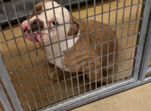 DOŠAO JE U AZIL ZA PSE I OSTAO ZAPANJEN: Ljudi u suzama zbog buldoga koji se na neodoljiv način umiljava u nadi da će ga udomiti! (VIDEO)