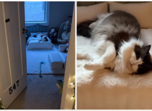 OVA MAČKA IMA KRALJEVSKI TRETMAN: Apartman bolji nego u luksuznim hotelima sa 5 zvezdica! (FOTO+VIDEO)