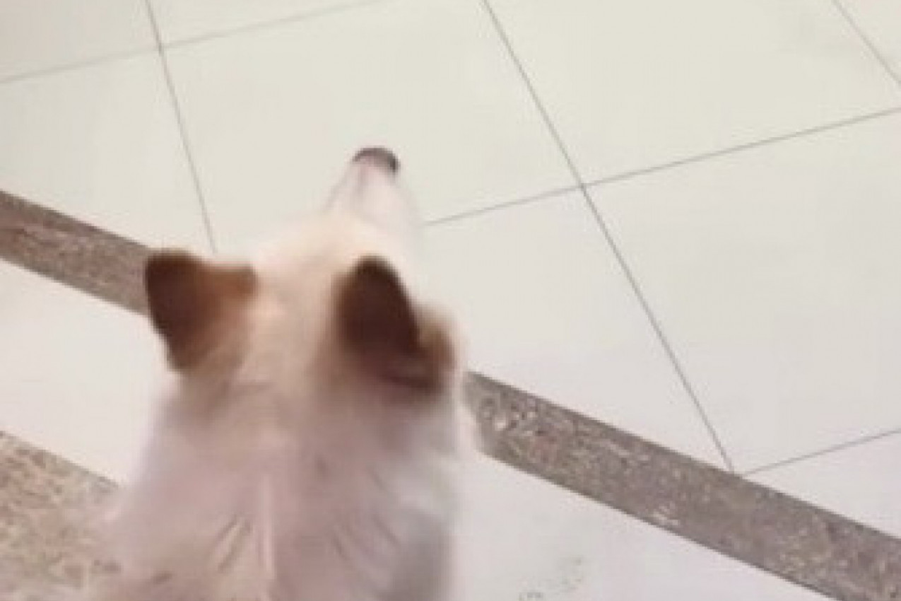 VLASNICI SU IZGUBILI VOLJENOG PSA: Scena pronalaska otopiće vam srca, ovako nešto još niste videli (VIDEO)