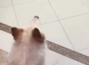 VLASNICI SU IZGUBILI VOLJENOG PSA: Scena pronalaska otopiće vam srca, ovako nešto još niste videli (VIDEO)