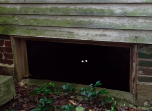 ISTRAŽIVAO JE STARU, NAPUŠTENU KUĆU: Odjednom je primetio da ga iz podruma posmatraju dva sjajna oka, pomislio je da je to mačka, ali ono što je usledilo ga je nateralo u beg! (VIDEO)