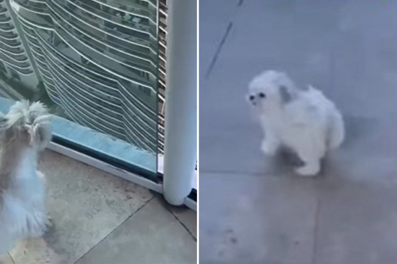 MALENI PAS JE TRČAO NA TERASI NA VRHU ZGRADE: Očajni vlasnici gledali su kako nestaje pred njihovim očima i pomislili su na najgore! (VIDEO)