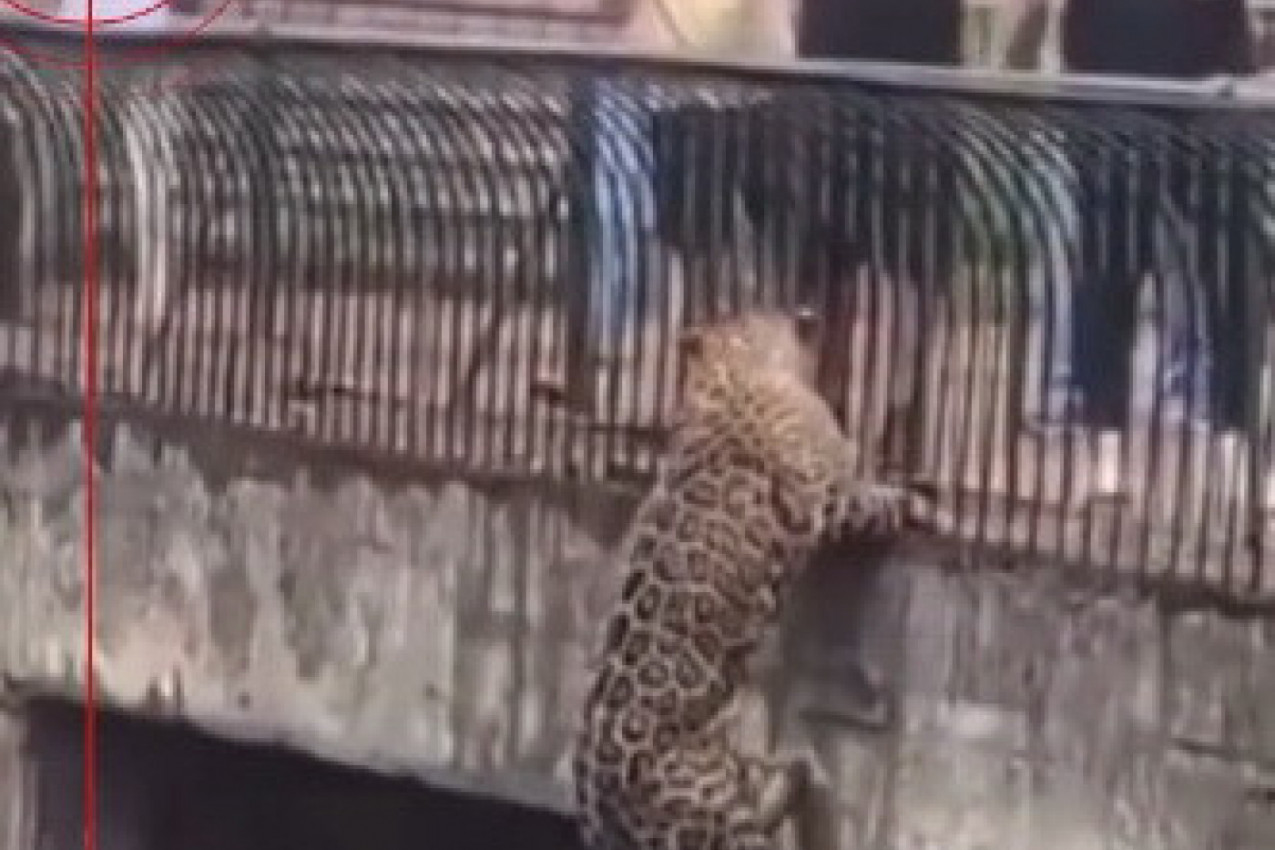 LEOPARD SE U SEKUNDI NAŠAO NA OGRADI BLIZU LJUDI: Reakcije posetilaca zoo vrta su za nevericu! (VIDEO)