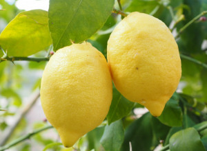 OVAKAV LIMUN NIKAD NISTE VIDELI: Presekla je voćku i šokirala ljude na mrežama kad im je pokazala šta se nalazi unutra! (FOTO)