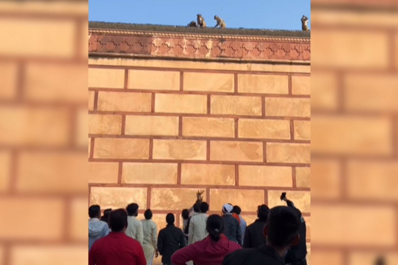 MAJMUN JE OTEO TELEFON I POBEGAO NA KROV: Kad je video šta je grupa ljudi potom uradila odlučio se na neočekivan potez (VIDEO)