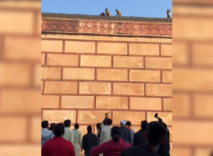 MAJMUN JE OTEO TELEFON I POBEGAO NA KROV: Kad je video šta je grupa ljudi potom uradila odlučio se na neočekivan potez (VIDEO)