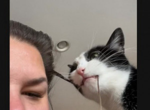 MAČKA SE IGRALA SA NJENOM KOSOM, A ONDA JE VLASNICA VRISNULA: Evo šta je uradila životinja, što je devojku ostavilo u šoku!