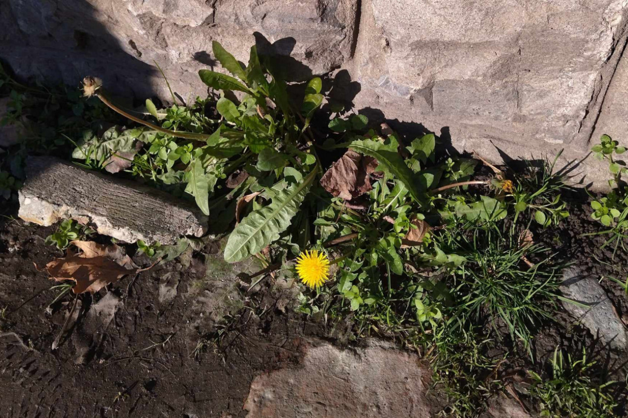 Nestrpljivo čekam proleće, uprkos hladnom vremenu...