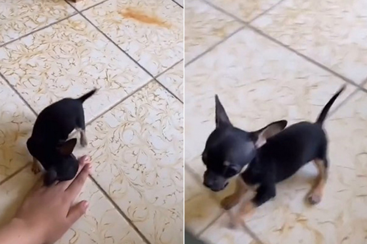 NI MANJEG PSA NI VEĆE NAPASTI: Preslatko štene osvojilo milione ljudi na mrežama! (VIDEO)