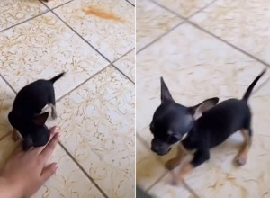 NI MANJEG PSA NI VEĆE NAPASTI: Preslatko štene osvojilo milione ljudi na mrežama! (VIDEO)