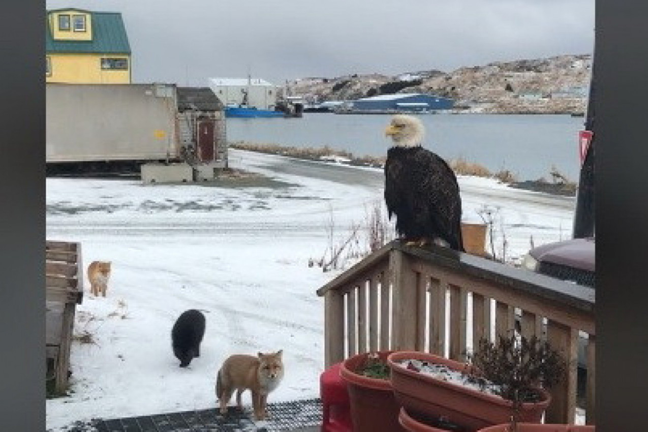LJUDI U ŠOKU KAD SU VIDELI SNIMAK SA ALJASKE: Žena pokazala ko je posećuje svakog jutra, mnoge je podišla jeza od ove scene! (VIDEO)