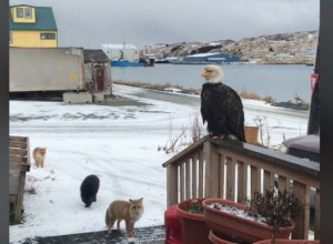 LJUDI U ŠOKU KAD SU VIDELI SNIMAK SA ALJASKE: Žena pokazala ko je posećuje svakog jutra, mnoge je podišla jeza od ove scene! (VIDEO)