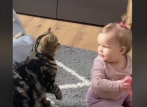 BEBA SE IGRALA U SOBI A ONDA JU JE MAČKA ZASKOČILA: Evo šta je životinja uradila sa bebinom kosom!