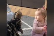 BEBA SE IGRALA U SOBI A ONDA JU JE MAČKA ZASKOČILA: Evo šta je životinja uradila sa bebinom kosom!