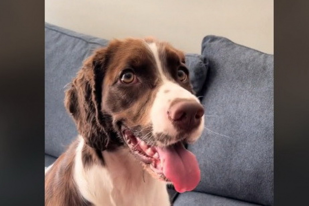 BAKA ODVELA PSA NA ŠIŠANJE: Kada ga je dovela kući vlasnici se umalo nisu rasplakali kad su videli šta mu se desilo (VIDEO)