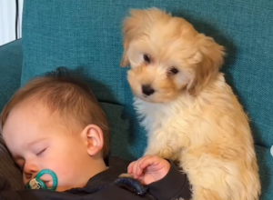 BEBA JE MIRNO SPAVALA KAD JE PAS SKOČIO NA KREVET: Ono što je životinja potom uradila zapanjilo je ljude na mrežama! (FOTO+VIDEO)