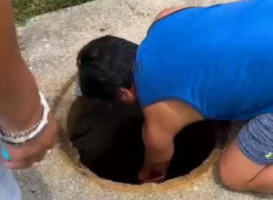 ŽIVOTINJA JE TUŽNO DOZIVALA U POMOĆ IZ ŠAHTA: Ljudi su bili zapanjeni kad su videli šta se nalazi u uskom otvoru! (VIDEO)