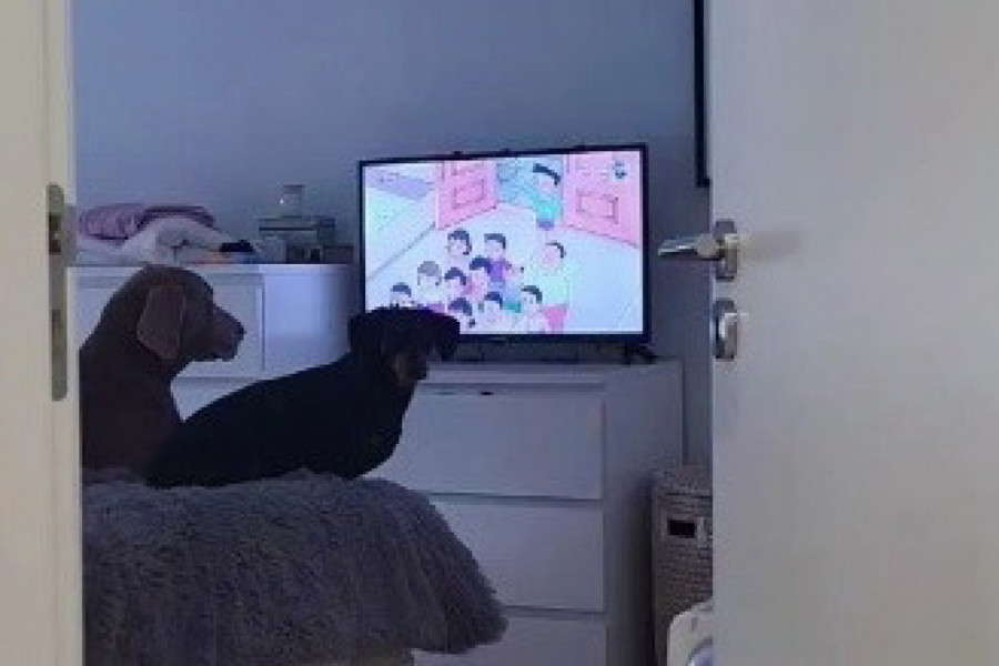 GLEDALI SU CRTAĆ, A ONDA IH JE ON PREKINUO: Urnebesna reakcija ovih pasa nasmejala ljude na internetu! (VIDEO)