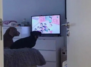 GLEDALI SU CRTAĆ, A ONDA IH JE ON PREKINUO: Urnebesna reakcija ovih pasa nasmejala ljude na internetu! (VIDEO)