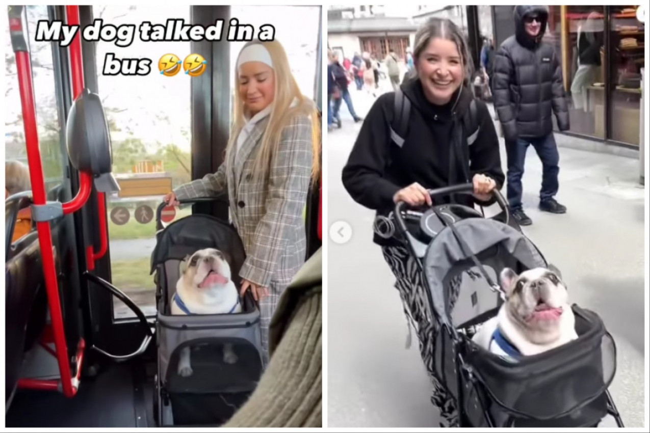 ŽENA USRED AUTOBUSA U KOLICIMA ŠETA PSA: Životinja je odjednom počela da ispušta neobične zvuke zbog kojih su svi zastali (VIDEO)