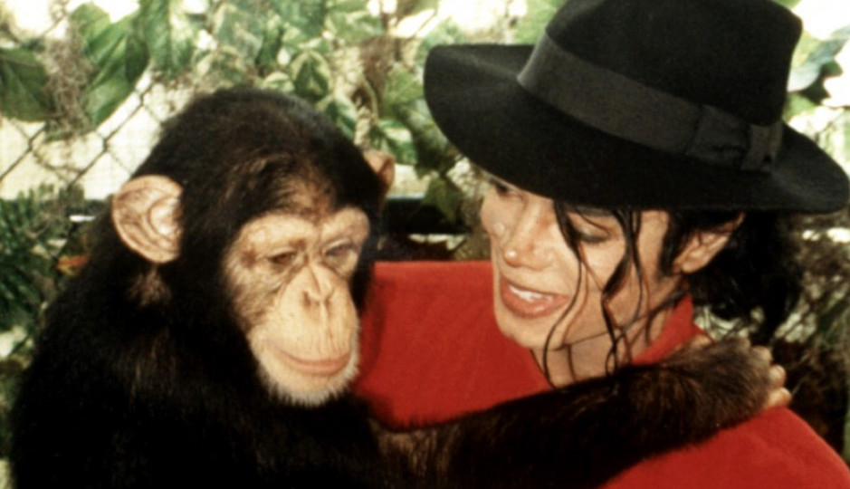 TUŽNA SUDBINA ŠIMPANZE MAJKLA DŽEKSONA: Obilazio je svet sa kraljem popa, sada u azilu skupljaju novac za njega