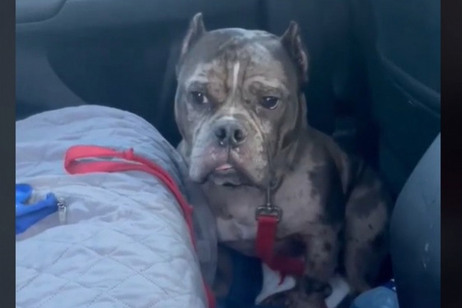 PAS JE ODBIO DA IZAĐE IZ AUTA: Razlog ovakvog njegovog ponašanja je rasplakao ljude na mrežama! (VIDEO)