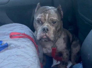 PAS JE ODBIO DA IZAĐE IZ AUTA: Razlog ovakvog njegovog ponašanja je rasplakao ljude na mrežama! (VIDEO)