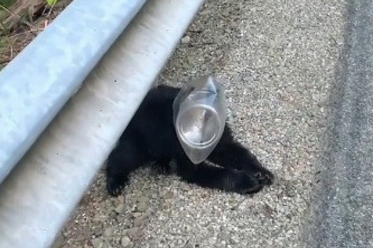 SUZAN JE SPASILA MEČE NEDALEKO OD SVOJE KUĆE: Šok je usledio sutradan kad je otvorila vrata! (VIDEO)