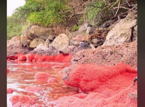 SVE JE POSTALO CRVENO I VODA I KAMEN: Ljudi na mrežama se zaprepastili kad su videli kadrove ovog ostrva u Australiji! (VIDEO)