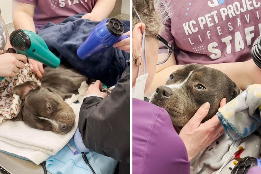 PRONAŠLI SU GA SMRZNUTOG I IZGLADNELOG: Dramatično spašavanje psa i borba za njegov život obišla je svet! (VIDEO)