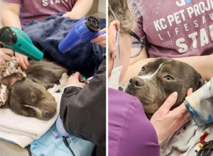 PRONAŠLI SU GA SMRZNUTOG I IZGLADNELOG: Dramatično spašavanje psa i borba za njegov život obišla je svet! (VIDEO)