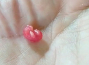 BRAČNI PAR JE PRONAŠAO NEOBIČNO STVORENJE U DVORIŠTU: Nisu ni sanjali da će iz njega izrasti ova životinja! (VIDEO)