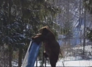 ŠOKIRAO SE KAD JE VIDEO SCENU U PARKU: Ugledao je ogromnog medveda, a onda je životinja uradila nešto što niko nije očekivao! (VIDEO)