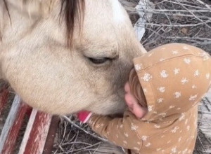OVAJ SNIMAK ULEPŠAĆE VAM CELU NEDELJU: Devojčica je prišla konju, a njihov zagrljaj otopio je i najtvrđa srca (VIDEO)