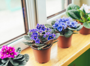 SAVETI ZA NEGU I CVETANJE AFRIČKIH LJUBIČICA TOKOM ZIME: Tajni sastojak uz koji će biti  raskošnije i lepše nego ikad! (FOTO)