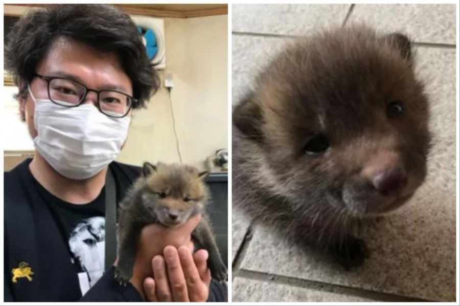 BIO JE UVEREN DA JE SPASAO NAPUŠTENO ŠTENE: Životinja je počela da raste i shvatio je da to nije pas, umalo da završi u zatvoru! (FOTO)