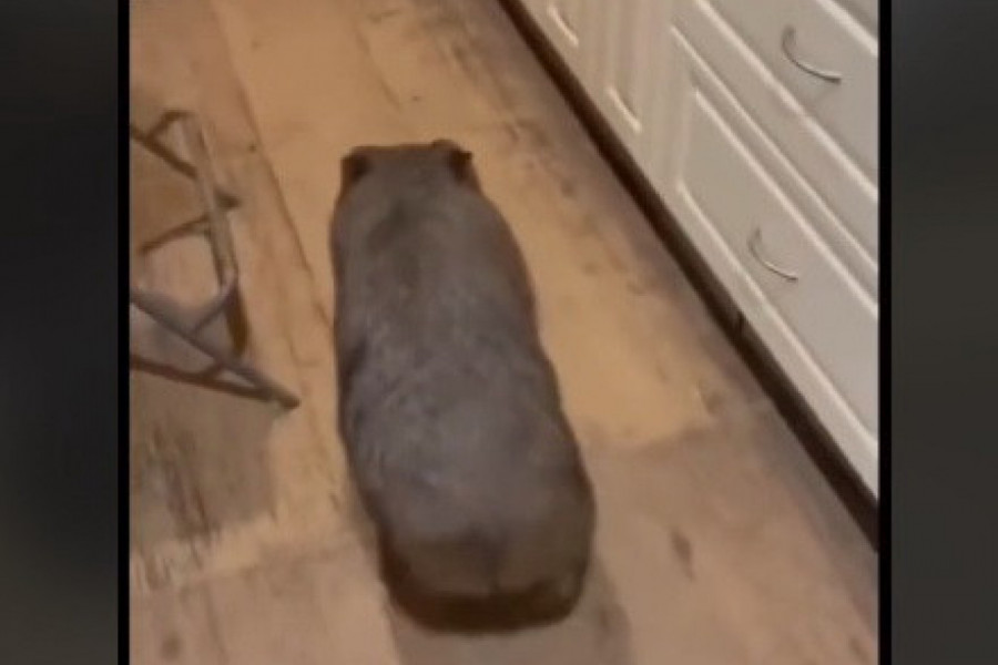 ČUDNO STVORENJE DOLAZI SVAKE NOĆI DA SE MAZI: Mnogi su zapanjeni ponašanjem ove životinje prema ljudima! (VIDEO)