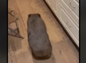 ČUDNO STVORENJE DOLAZI SVAKE NOĆI DA SE MAZI: Mnogi su zapanjeni ponašanjem ove životinje prema ljudima! (VIDEO)