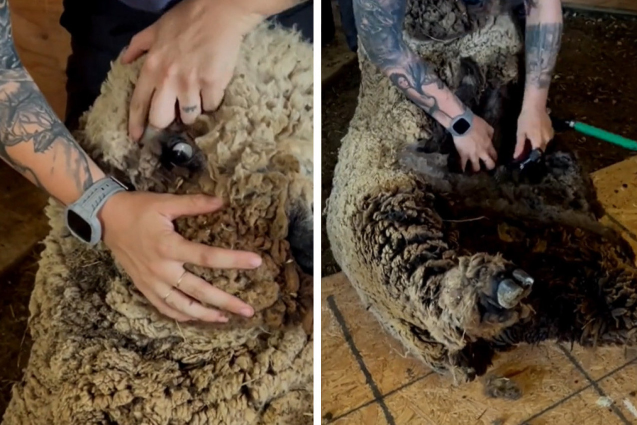 IZGLEDALA JE KAO SLEPO, ČUPAVO ČUDOVIŠTE: Nesrećnu životinju spasio je mladić, usledile su brojne reakcije na njegov potez!