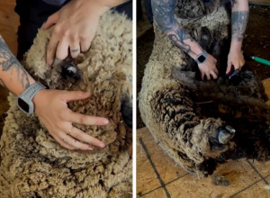 IZGLEDALA JE KAO SLEPO, ČUPAVO ČUDOVIŠTE: Nesrećnu životinju spasio je mladić, usledile su brojne reakcije na njegov potez!