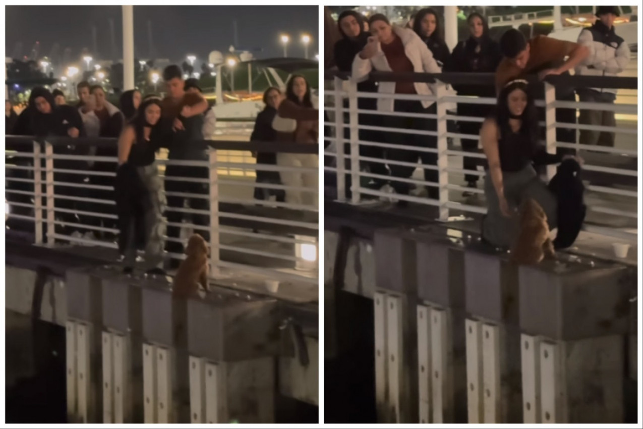 DIRLJIV SNIMAK KOJI JE PREGLEDAN MILIONIMA PUTA: Devojka rizikovala sopstveni život da spase psa sa mosta!
