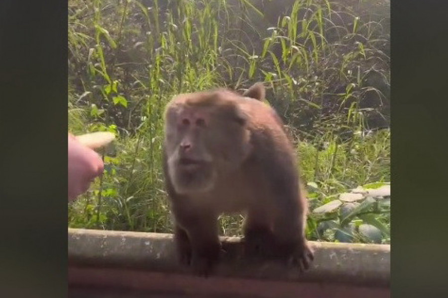 PRUŽILA JE SLATKIŠ MAJMUNU: Ono što je životinja uradila iznenadilo je i uplašilo njeno saputnike! (VIDEO)
