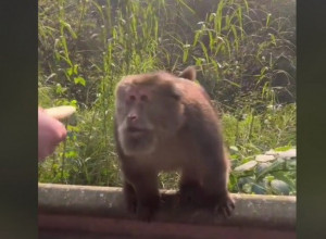 PRUŽILA JE SLATKIŠ MAJMUNU: Ono što je životinja uradila iznenadilo je i uplašilo njeno saputnike! (VIDEO)