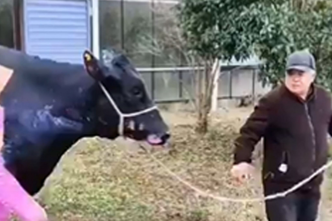 MUŠKARAC SA KRAVOM NA POVOCU JE HIT DANA ZALJUBLJENIH: Ovako nešto nikada niste imali prilike da vidite