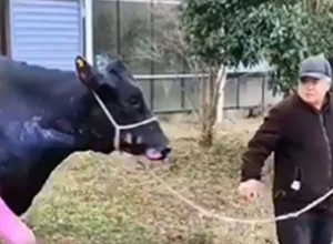 MUŠKARAC SA KRAVOM NA POVOCU JE HIT DANA ZALJUBLJENIH: Ovako nešto nikada niste imali prilike da vidite