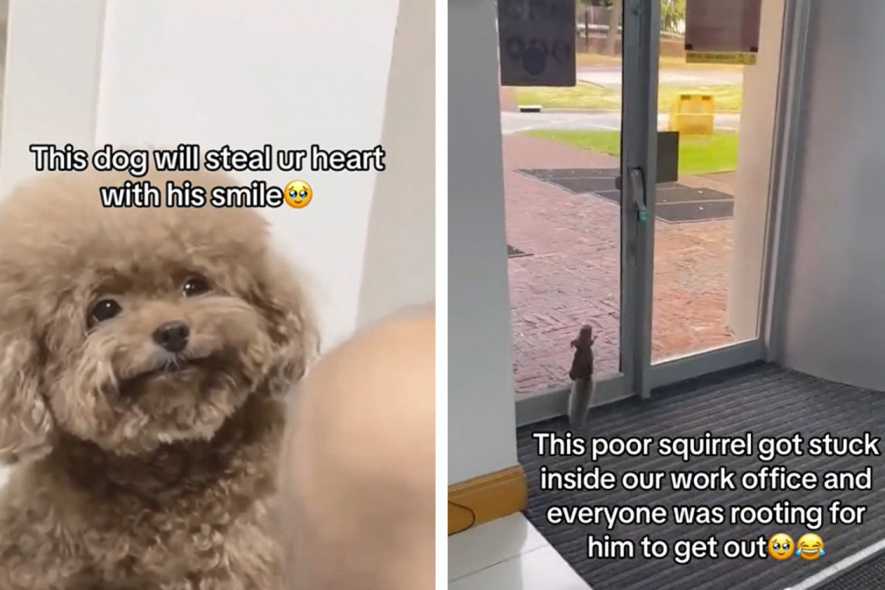 NESREĆNA ŽIVOTINJA UPORNO JE POKUŠAVALA DA IZAĐE: Snimak ove veverice rastopio je i najtvrđa srca! (VIDEO)