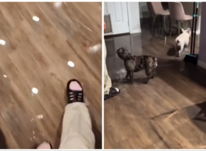 ŽENA JE UŠLA U PREPLAVLJEN STAN: Nisu znali kog majstora pre da zovu, a onda je kućna kamera otkrila šta se zaista dogodilo! (VIDEO)