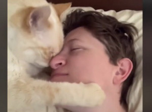 OVAKVOG LJUBIMCA ŽELE SVI: Dohvatila ga je šapama, a onda su počeli da padaju "eskimski poljupci" (VIDEO)